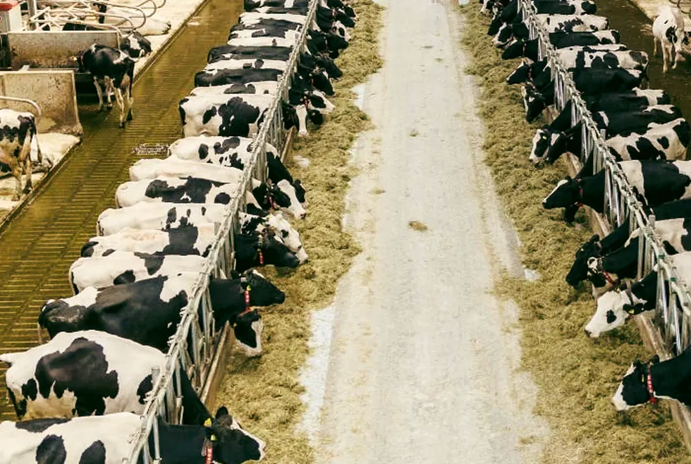 Dairy cows feeding along both sides of a barn feed passage, with fresh feed pushed up to the barrier