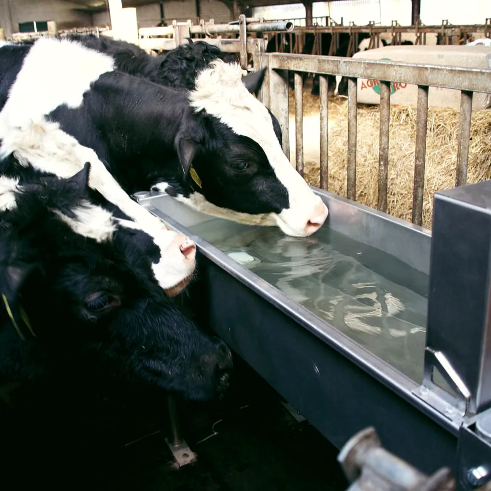 Dairy cows drinking from a clean stainless steel trough inside a building