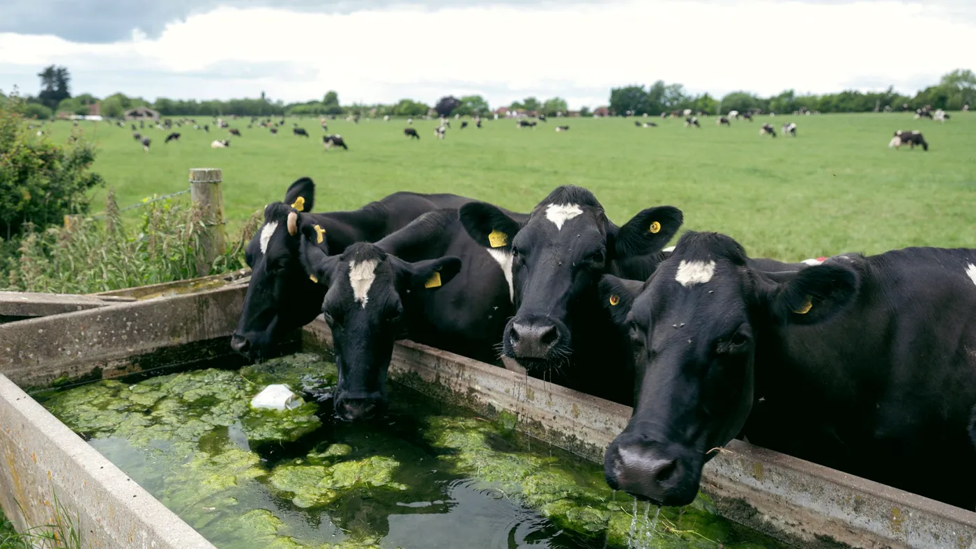 Dairy cows drinking from a field trough with heavy algae growth across the water surface